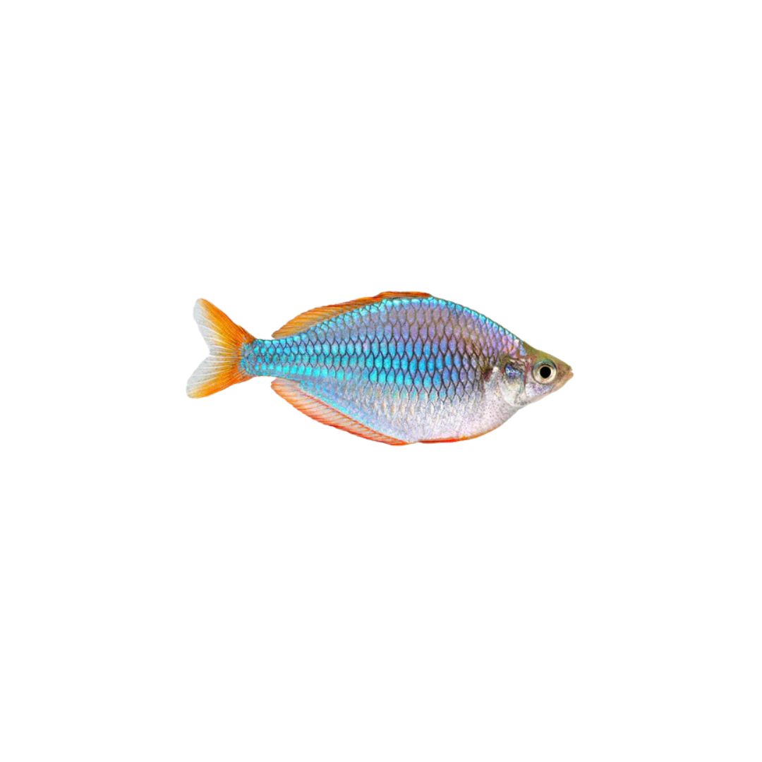 Dwarf Neon Rainbowfish - 4cm (Melanotaenia praecox) (Live Fish)