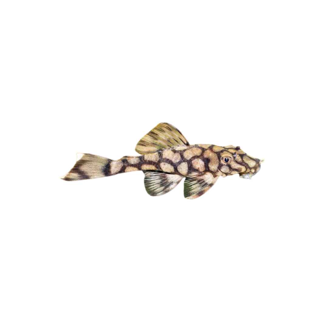 L519 Honeycomb Bristlenose - 4cm (Ancistrus sp. L519) (Live Fish)