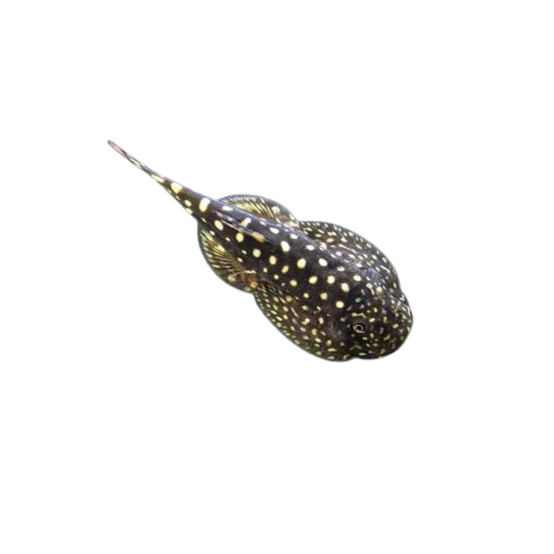 Borneo Sucker - 3cm (Assorted Species) (Live Fish)