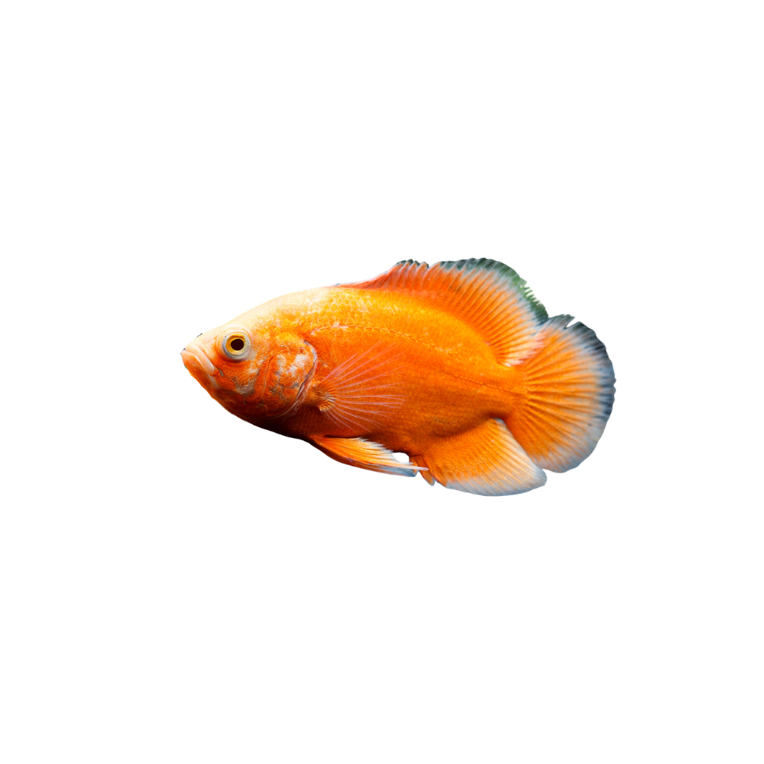 Chilli Oscar - 7cm (Astronotus ocellatus) (Live Fish)
