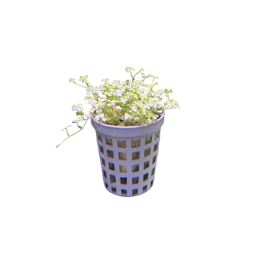 Variegated Hydrocotyle tripartita Pot (Live Plant)