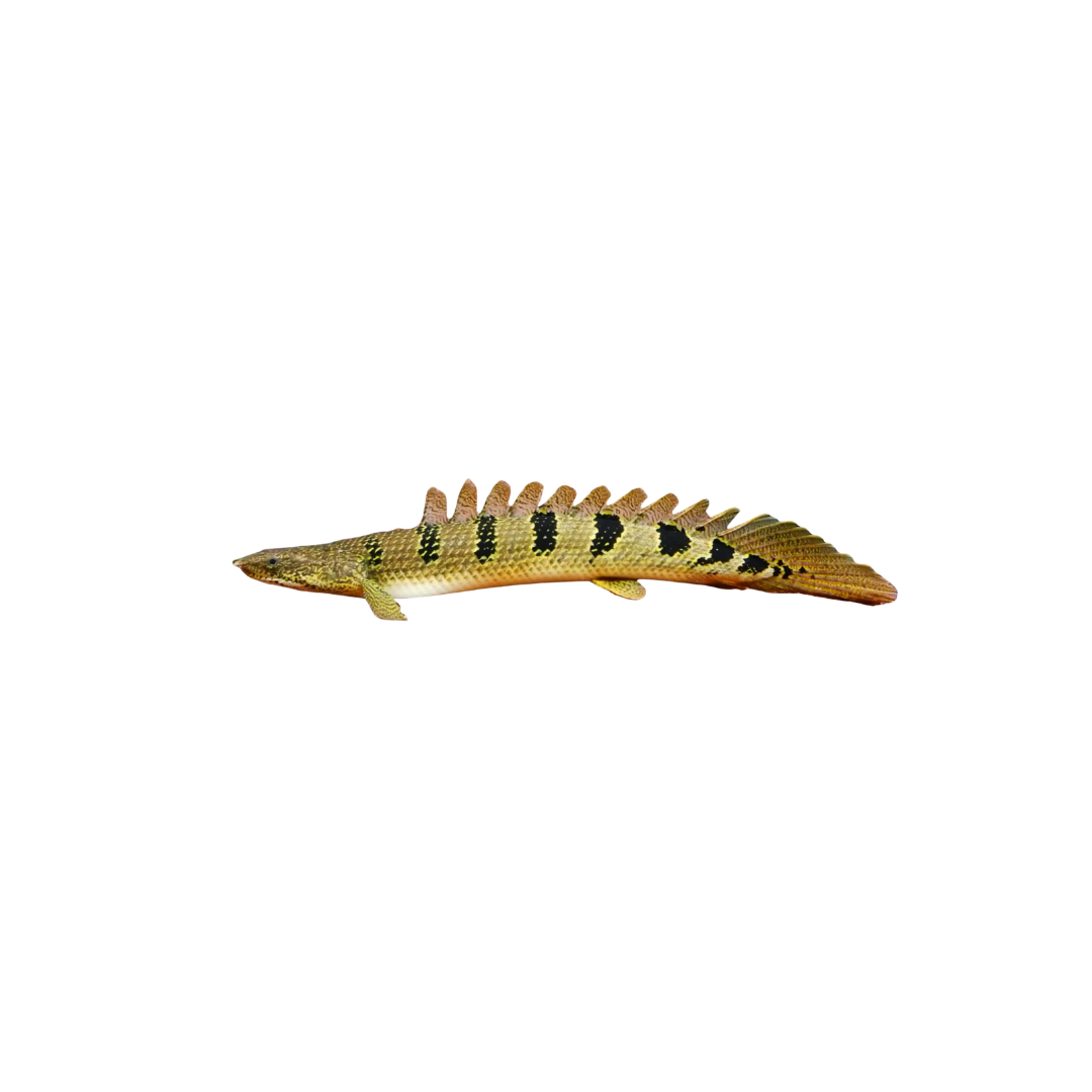 Delhezi Bichir - 12cm (Polypterus delhezi) (Live Fish)