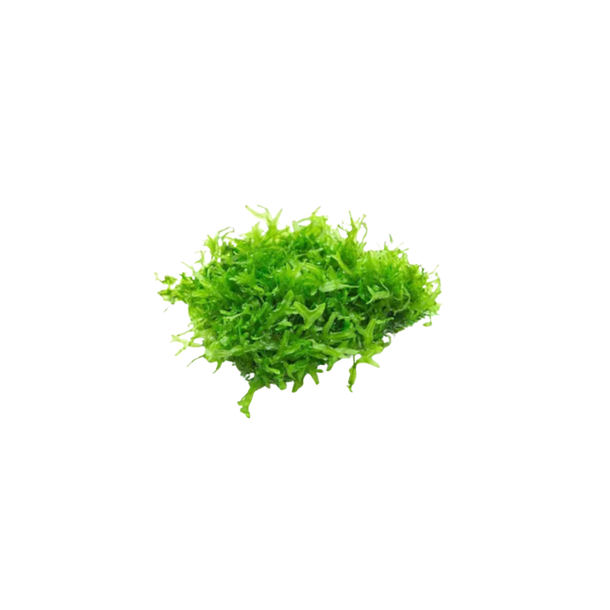Subwassertang - Large Bunch (Live Plant)