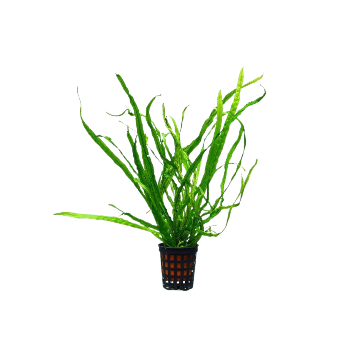 Needle Leaf Java Fern - Large (Microsorum pteropus 'Needle Leaf') (Live Plant)