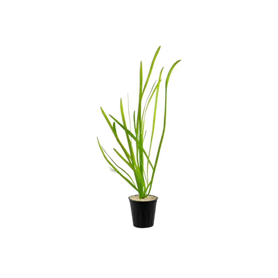 Thin Vallisneria (Vallisneria nana) - Bunch (Live Plant)