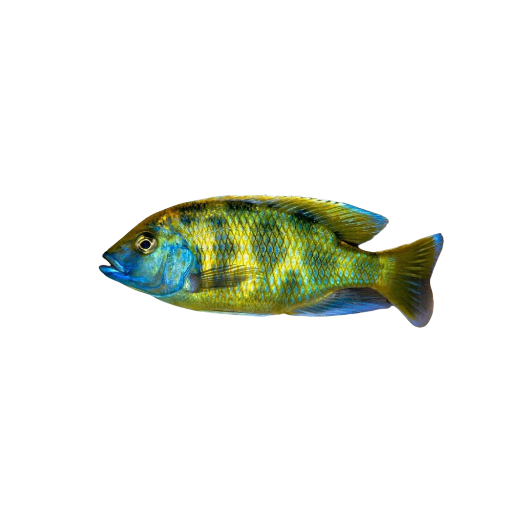 Venustus Cichlid - 3.5cm (Nimbochromis venustus) (Live Fish)