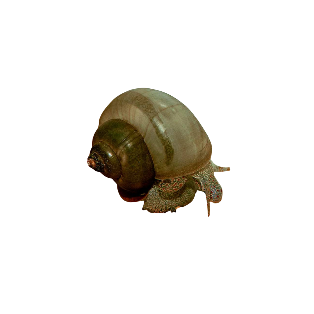 Waterhouse Snail - 3cm (Notopala waterhousei) (Live Snail)