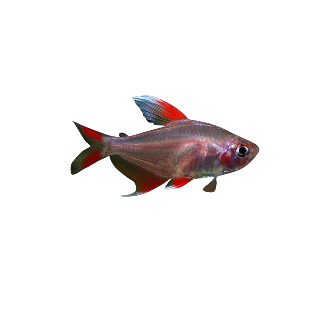 White Fin Ornate Tetra - 4cm (Hyphessobrycon bentosi) (Live Fish)