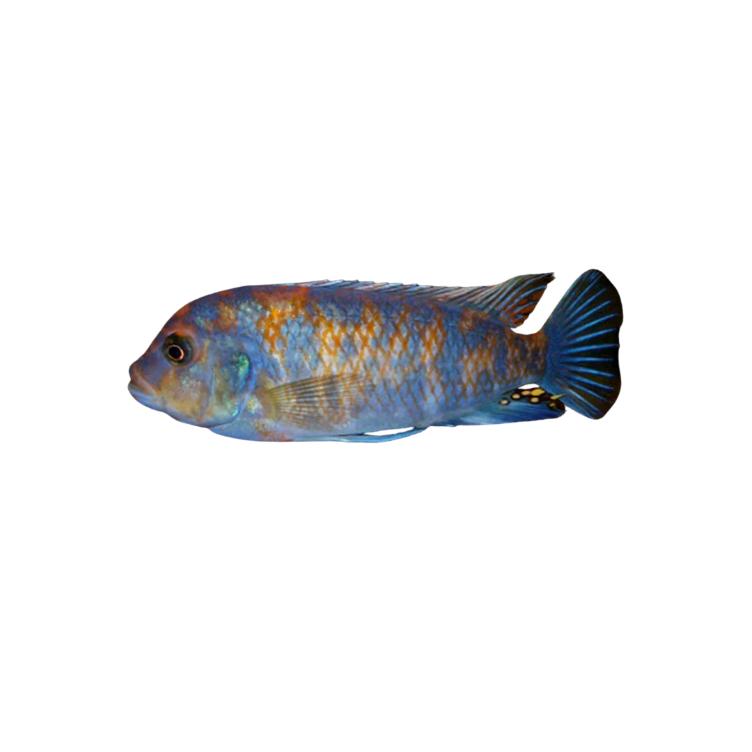 Zebra Cichlid - 6cm (Maylandia estherae) (Live Fish)