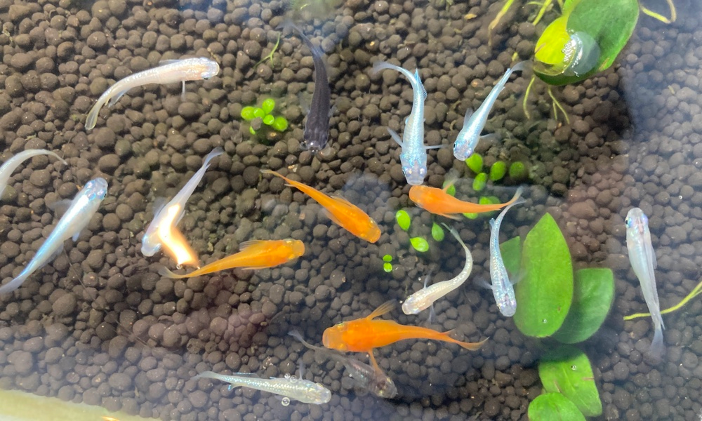 Mixed Medaka Ricefish (Pack of 10) - Home Bred