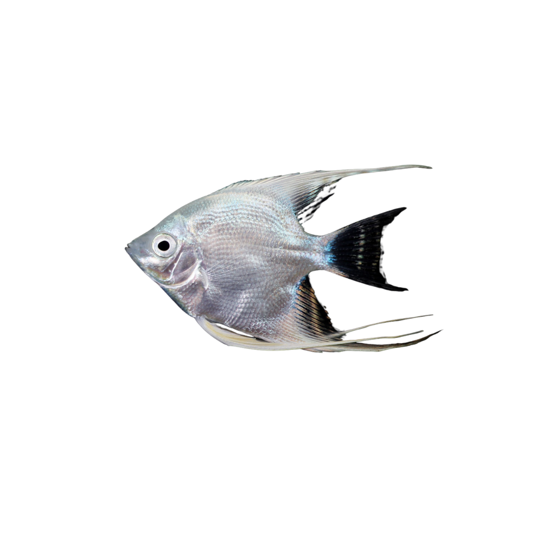 Platinum Angelfish - 6cm (Pterophyllum scalare) (Live Fish)