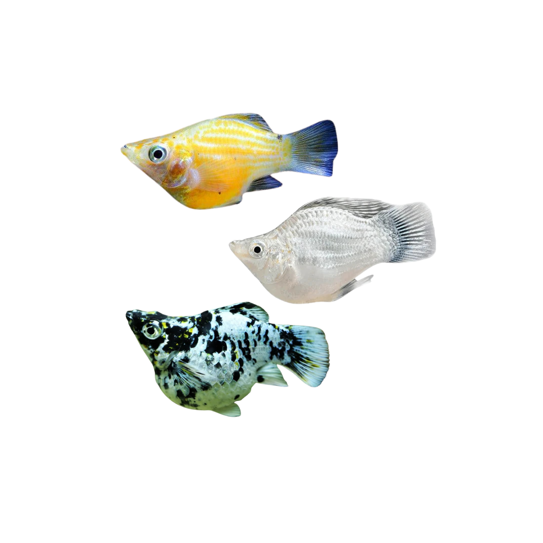 Assorted Balloon Molly (Poecilia sphenops) (Live Fish)