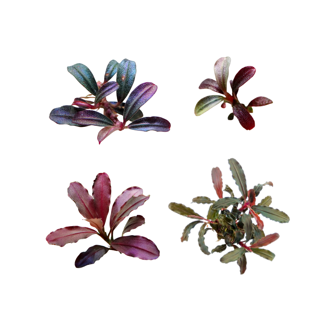 Assorted Bucephalandra (Live Plant)