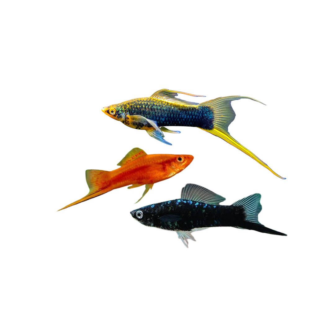 Assorted Swordtail (Xiphophorus hellerii) (Live Fish)