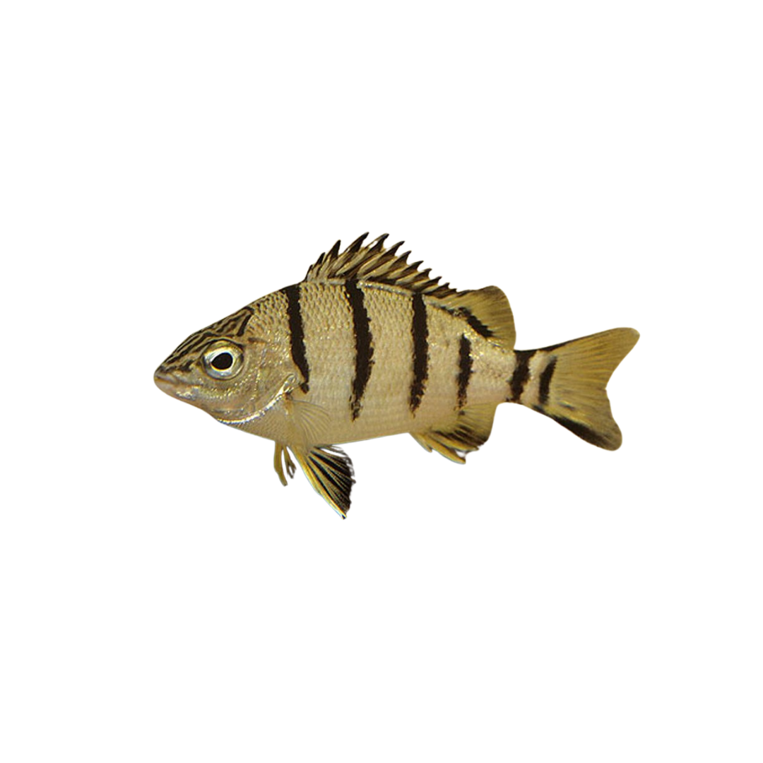 Barred Grunter - 5cm (Amniataba percoides) (Live Fish)