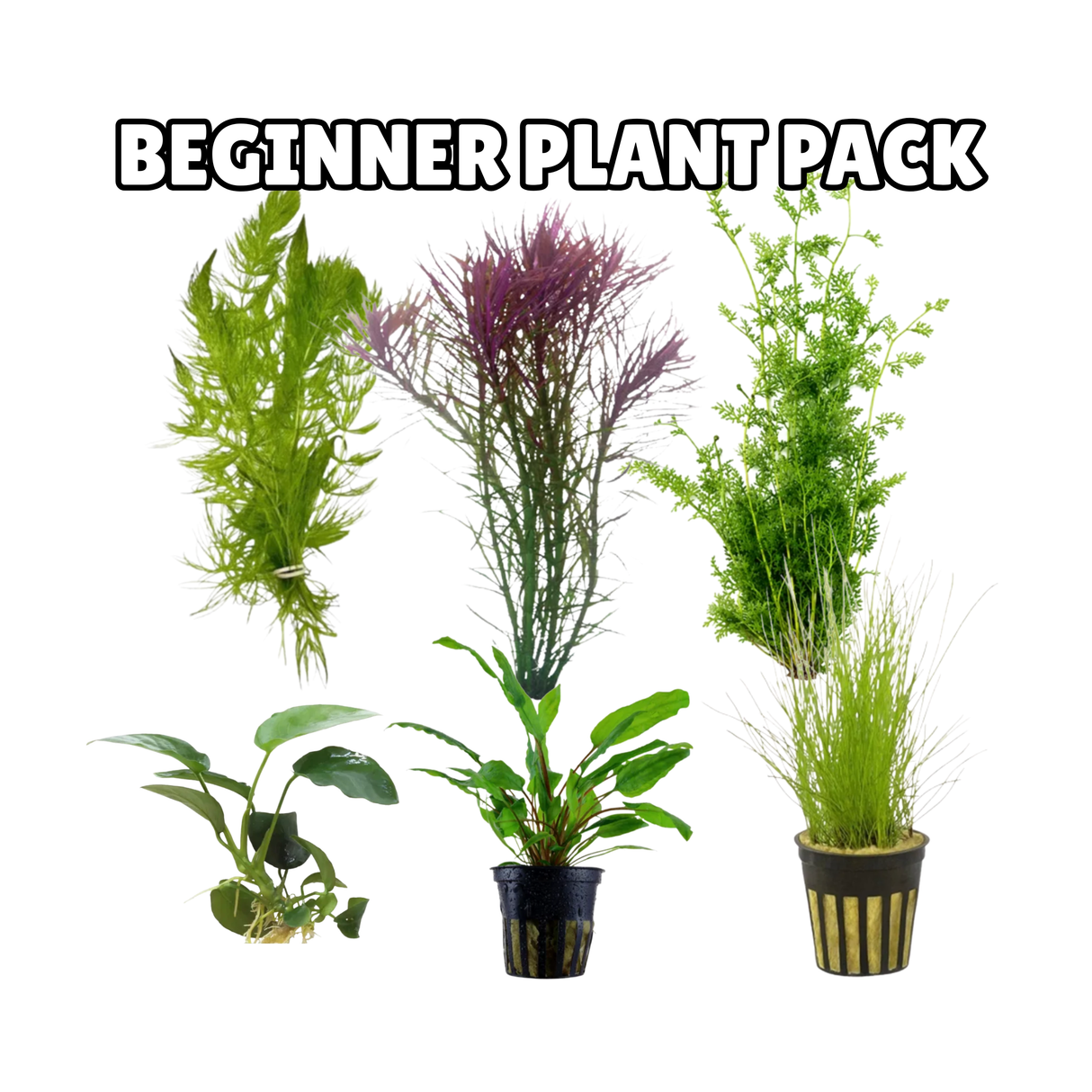 Beginner Plant Pack