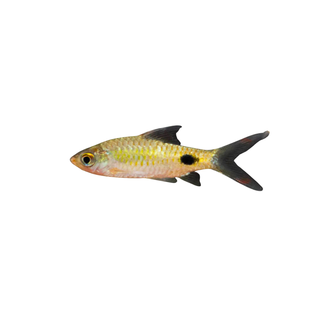 Black Spot Filament Barb - 10cm (Dawkinsia filamentosa) (Live Fish)