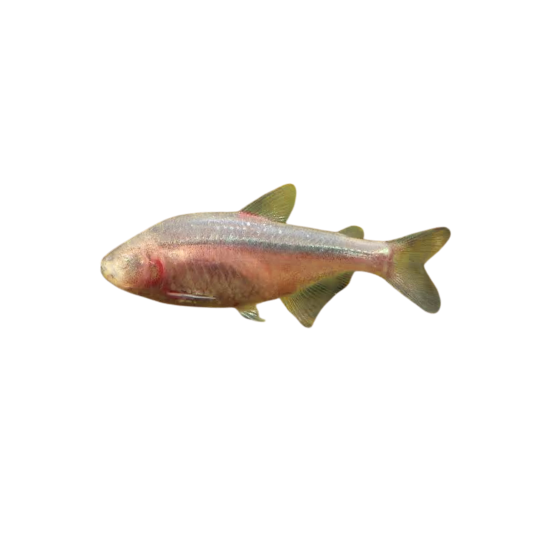 Blind Cave Tetra - 5cm (Astyanax mexicanus) (Live Fish)