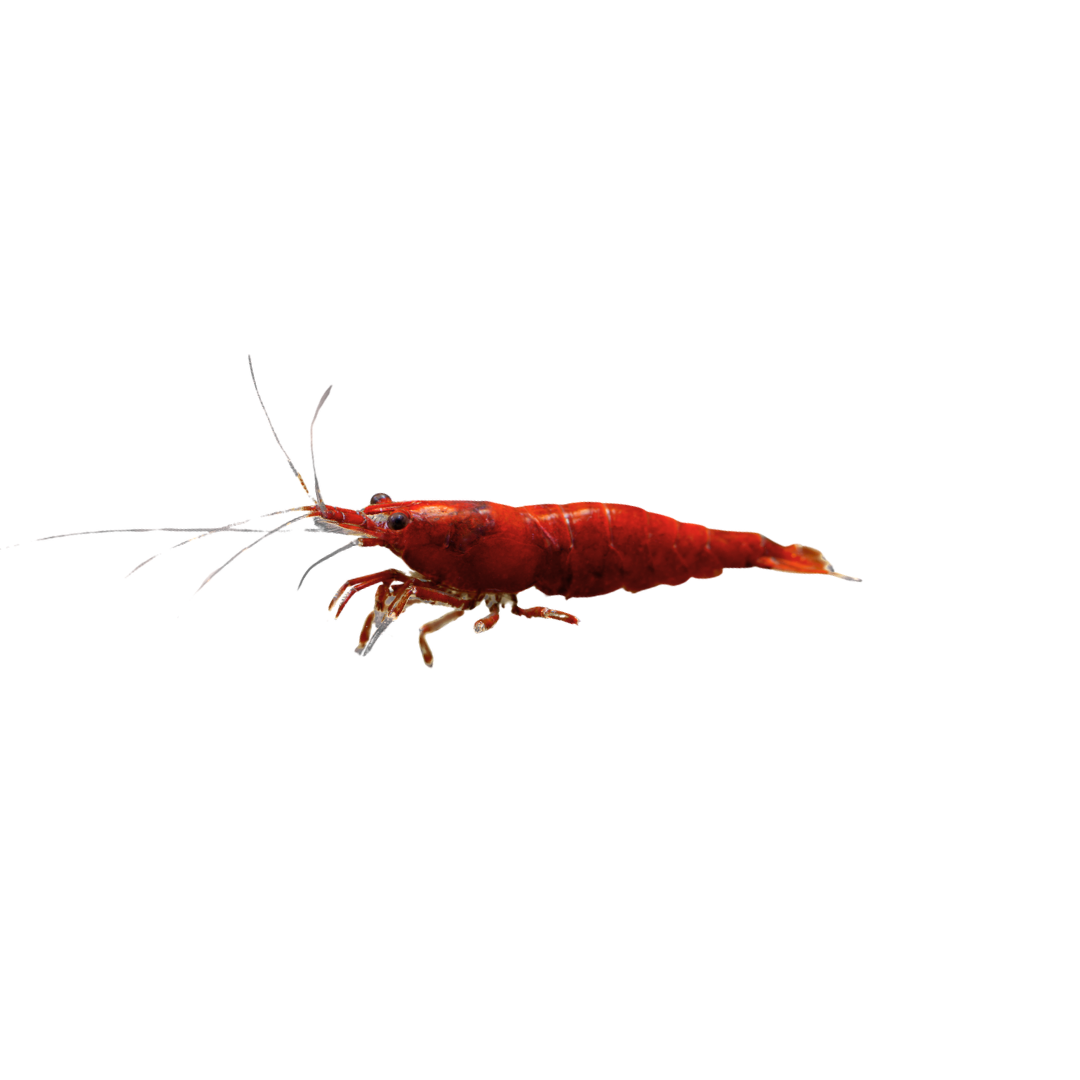 Bloody Mary Shrimp - 2cm (Neocaridina davidi) (Live Shrimp)