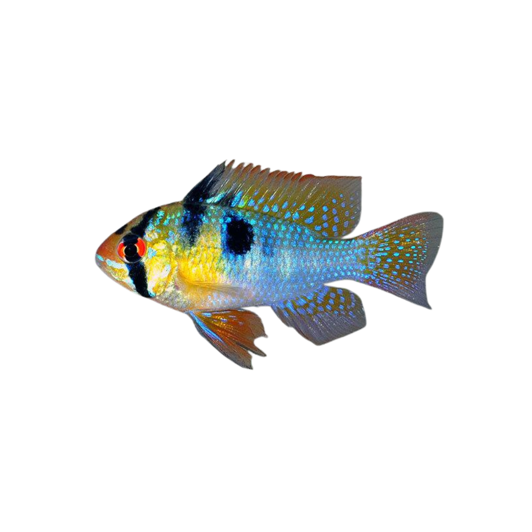 Blue Ram - 5cm (Mikrogeophagus ramirezi) (Live Fish)