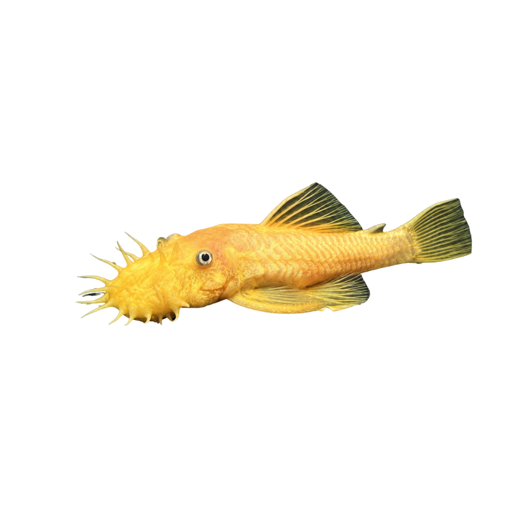 L144 Blue Eye Lemon Bristlenose - 3.5cm (Ancistrus sp.) (Live Fish)