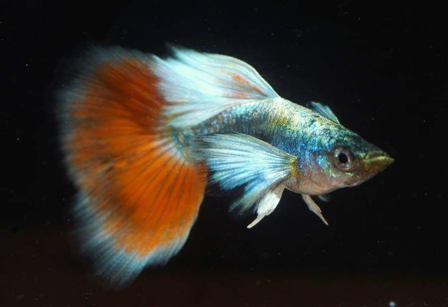 Santa Claus Guppy - Home Bred