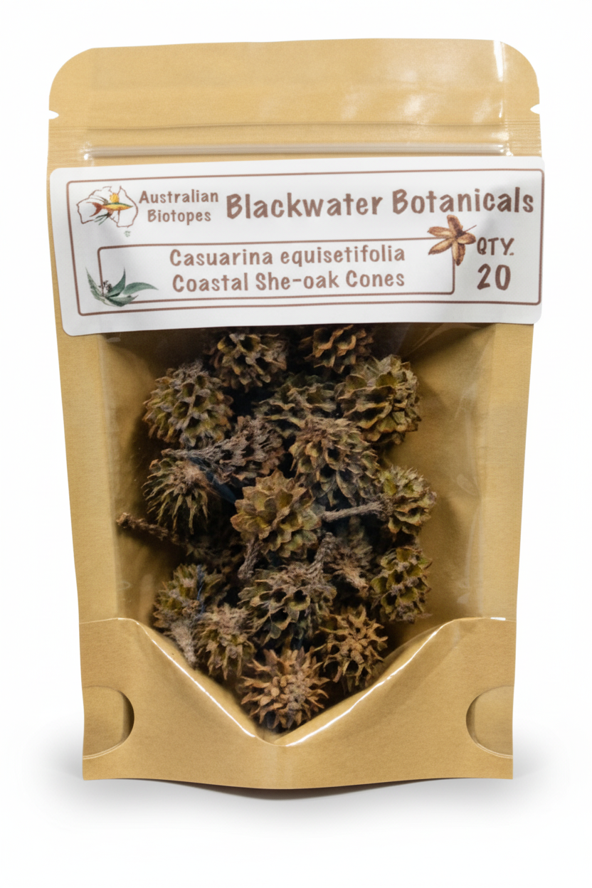 Coastal She-Oak Cones - White Background