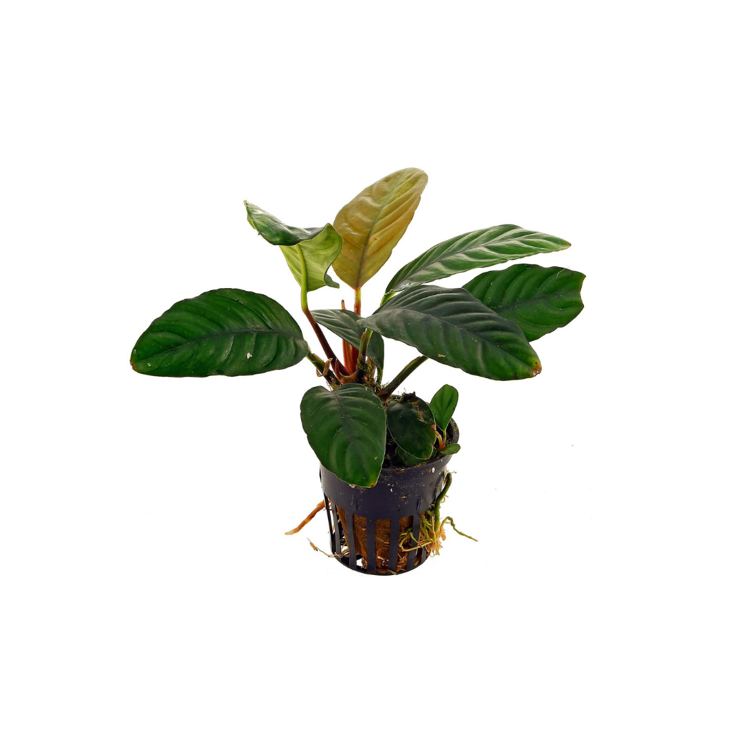 Anubias Coffeefolia (Live Plant)