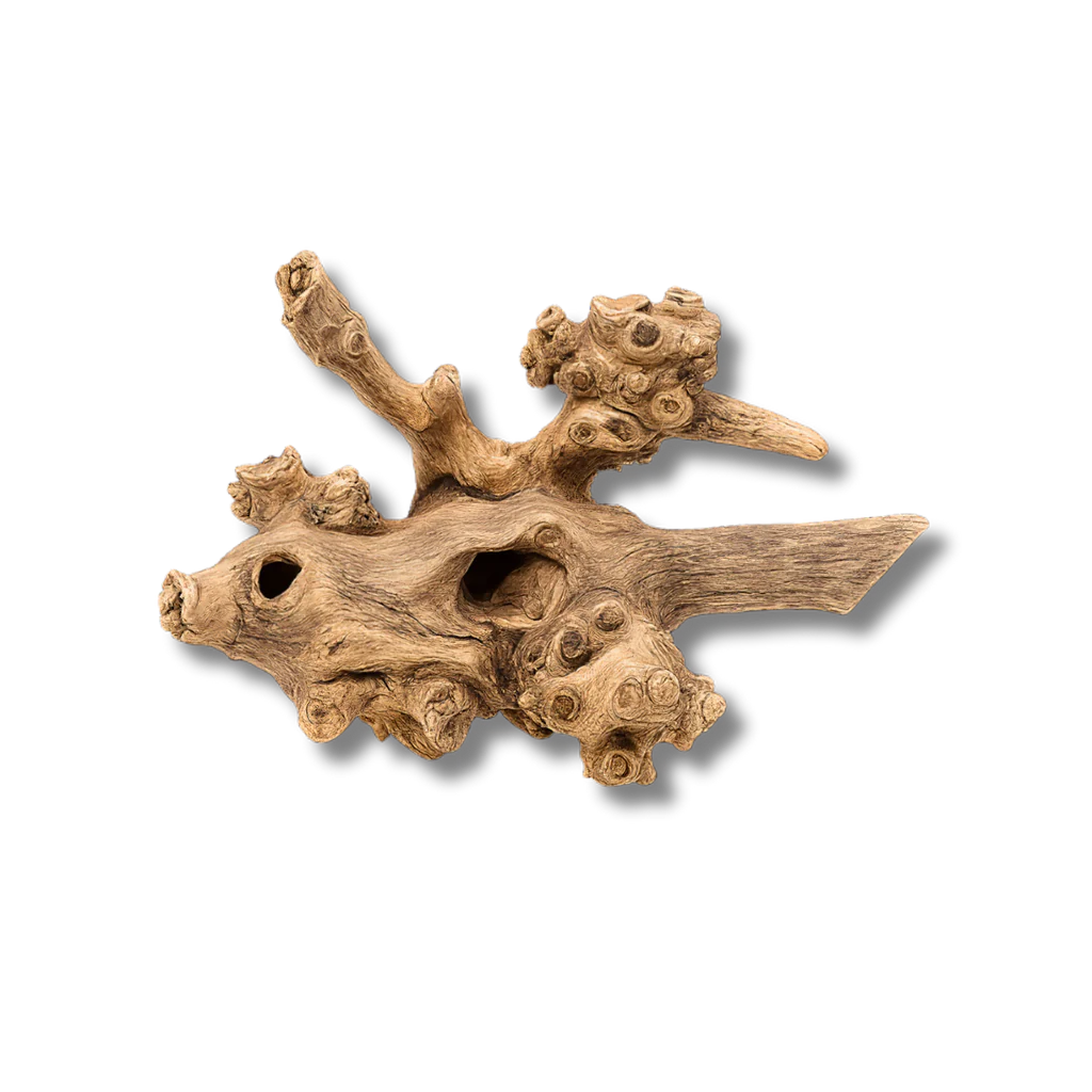 Dalua Coral Wood