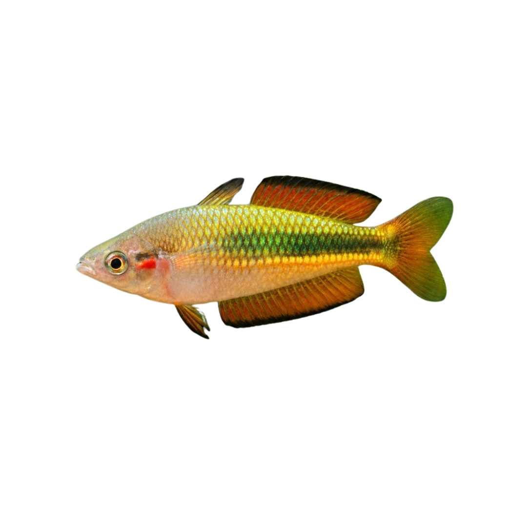 Crimson Spotted Rainbowfish - 5cm (Melanotaenia duboulayi) (Live Fish)