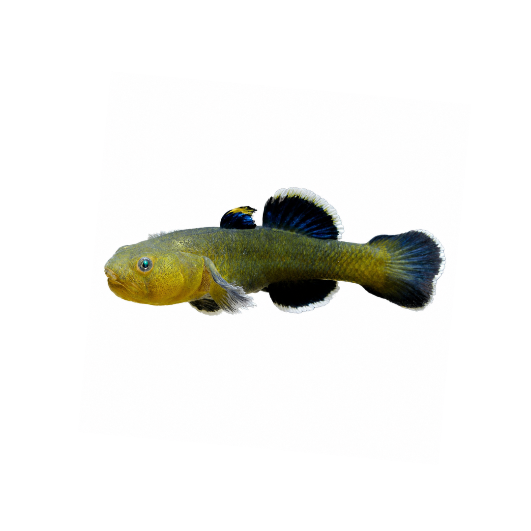 Desert Goby - 3cm (Chlamydogobius eremius) (Live Fish)