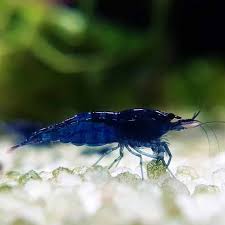 Blue Dream Shrimp - 2cm (Neocaridina davidi) (Live Shrimp)