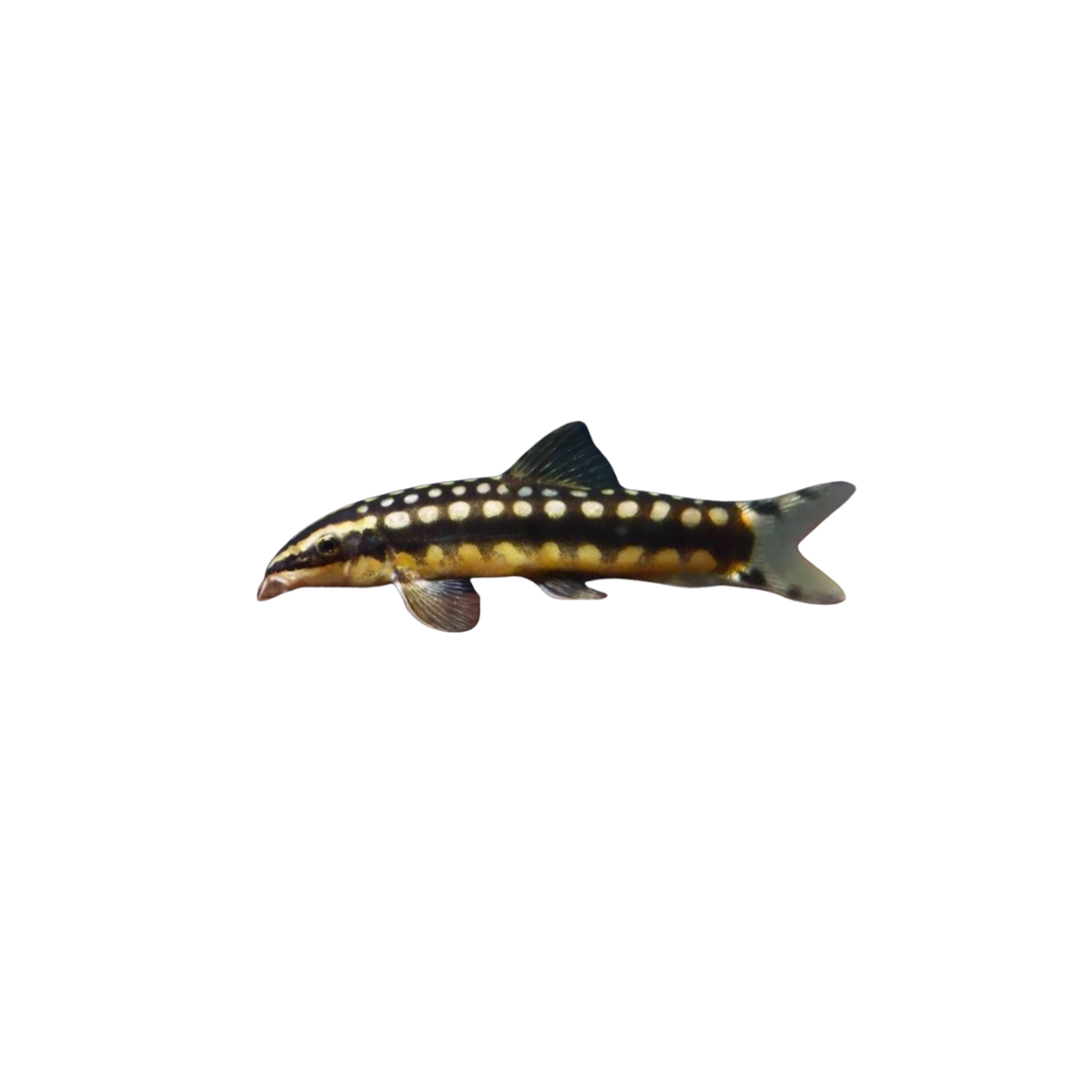 Dwarf Chain Loach - 4cm (Ambastaia sidthimunki) (Live Fish)