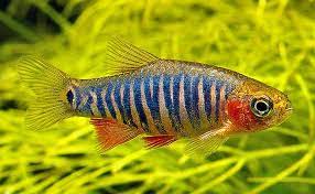 Emerald Rasbora - Home Bred