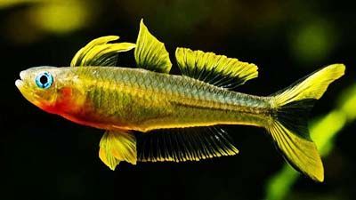 Forktail Blue Eye (Orange Finned Variant) (Pseudomugil furcatus) (2cm) - Home Bred