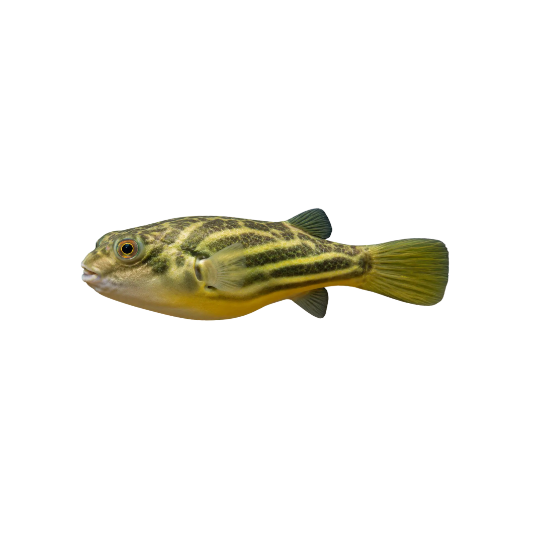 Fahaka Puffer - 8cm (Tetraodon lineatus) (Live Fish)