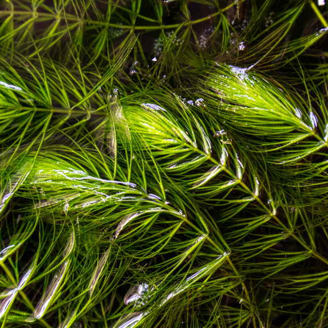 Hornwort - Floating Plant