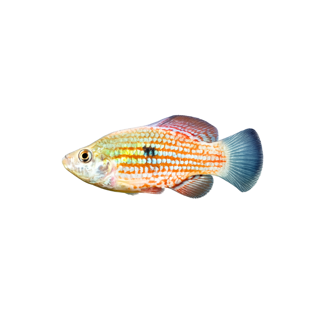 Florida Flag Fish Pairs - 4cm (Jordanella floridae) (Live Fish)