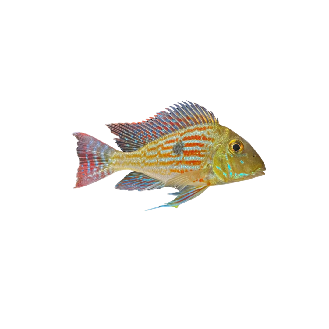 Geophagus Sveni - 6.5cm (Live Fish)