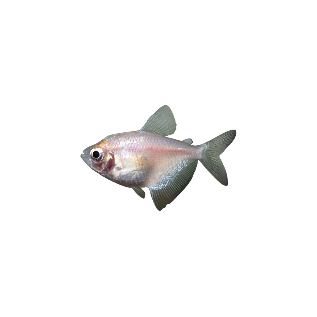 Golden Black Widow Tetra - 4cm (Gymnocorymbus ternetzi) (Live Fish)