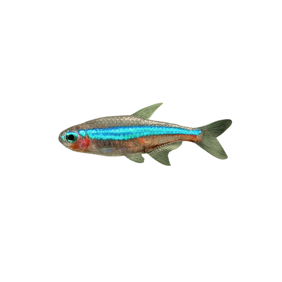 Green Neon Tetra (Paracheirodon simulans) (Live Fish)
