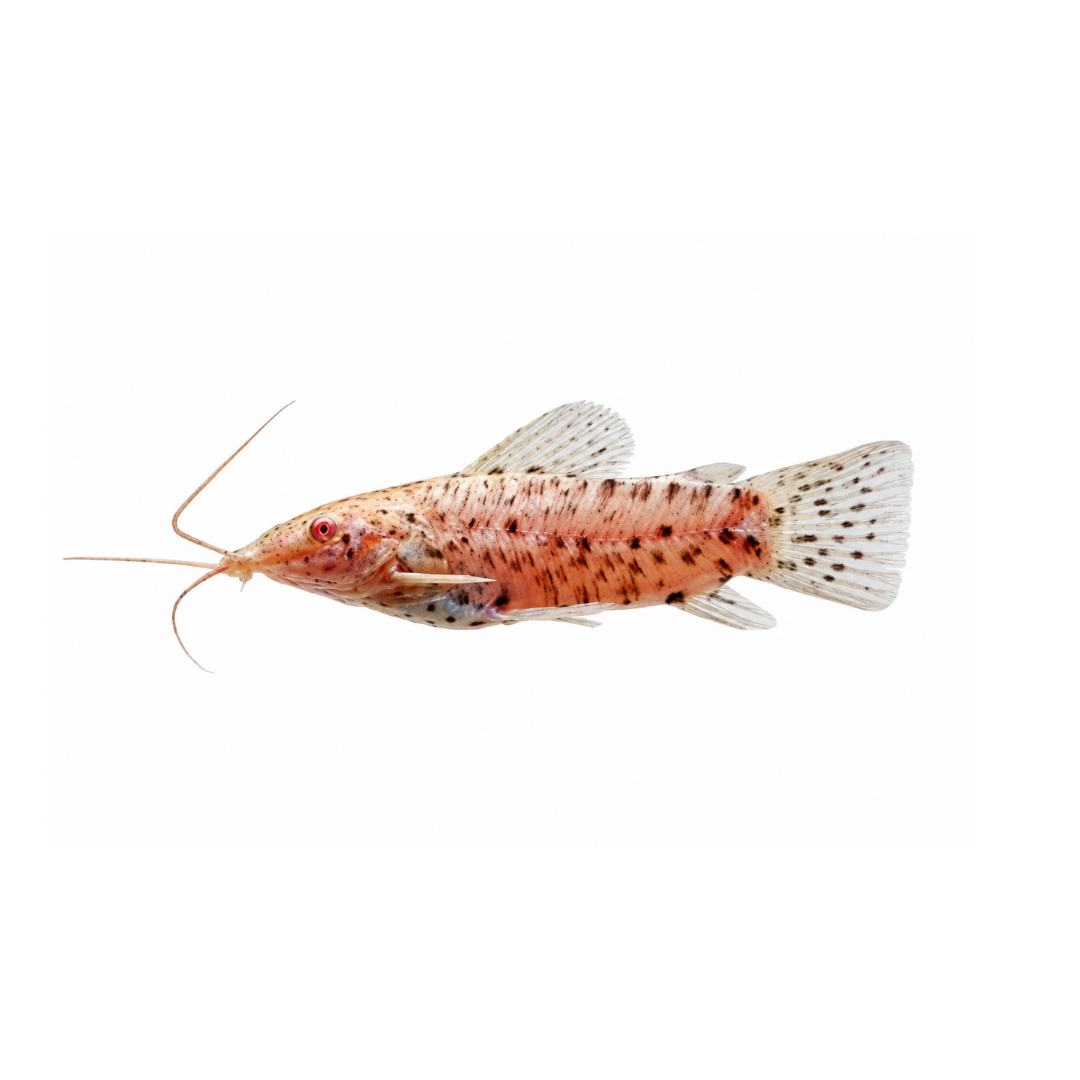 Albino Hoplo Catfish - 6cm (Megalechis thoracata) (Live Fish)