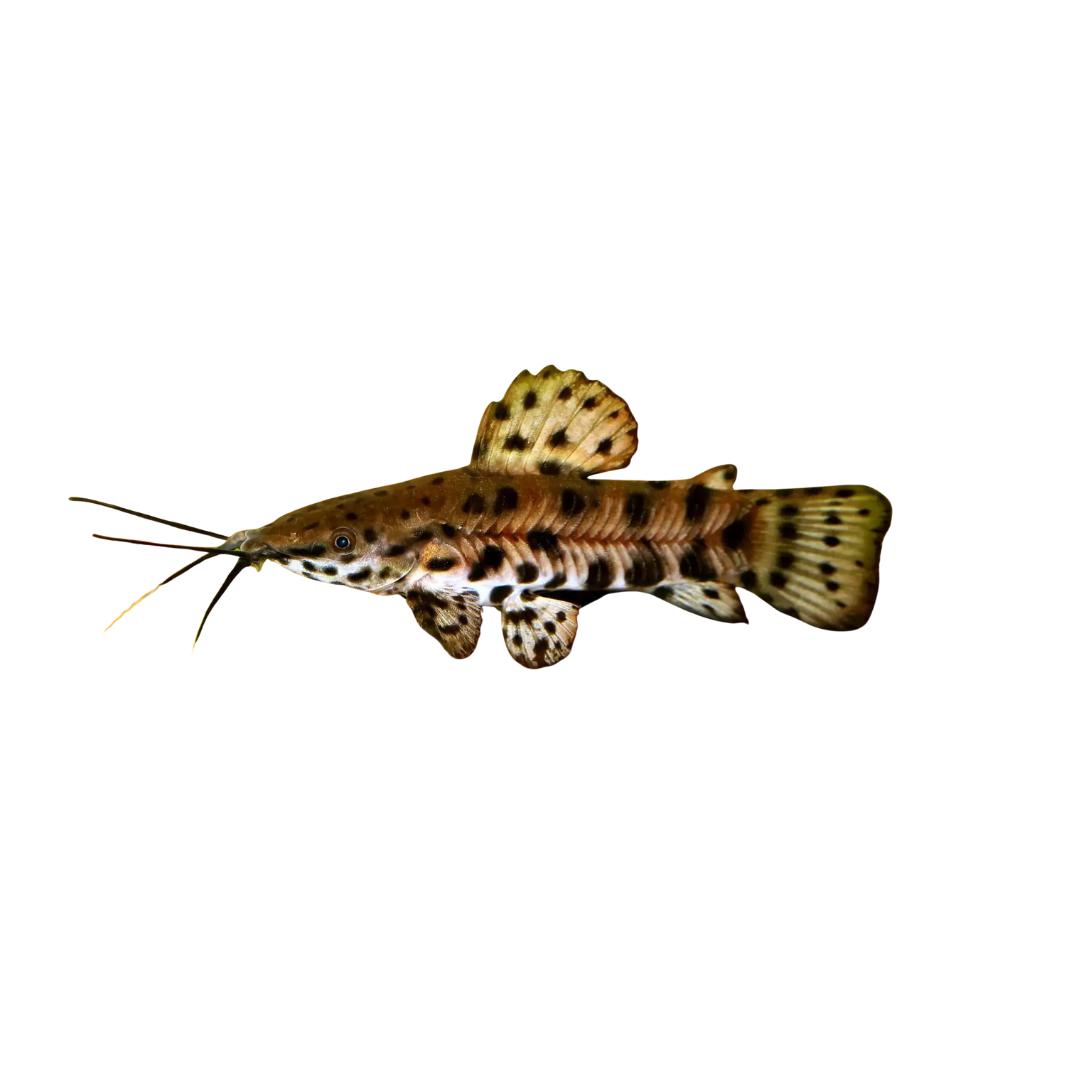 Hoplo Catfish - 6cm (Megalechis thoracata) (Live Fish)