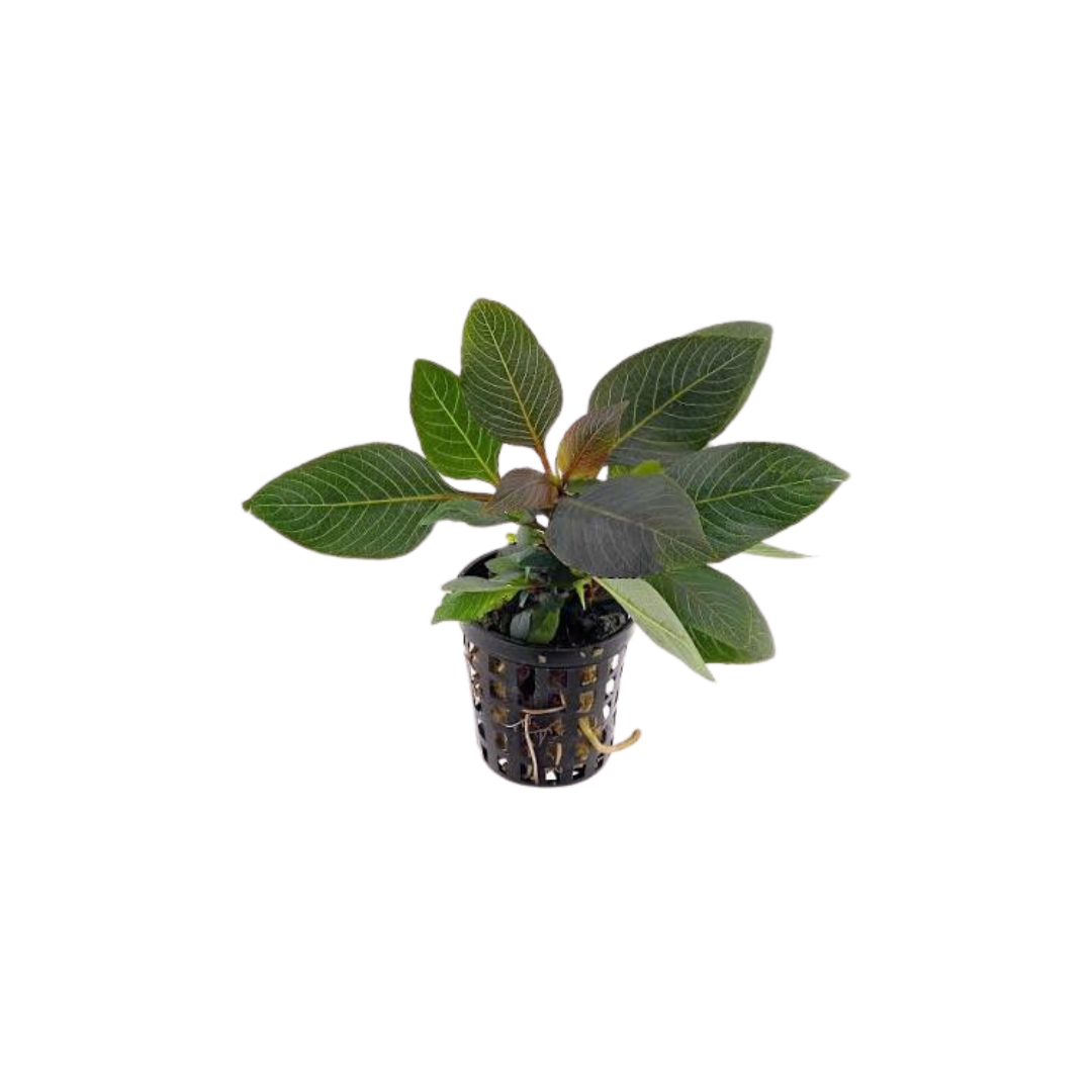 Hygrophila Corymbosa 'Compact' (Live Plant)