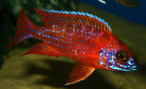 Red Ruben Peacock