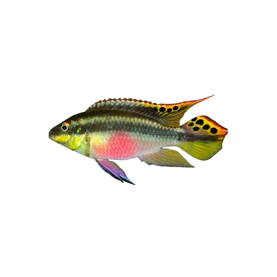 Kribensis Cichlid - 5cm (Pelvicachromis pulcher) (Live Fish)