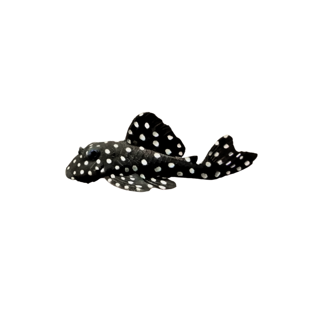 L201 Orinoco Angel Pleco - 4cm (Hypancistrus sp.) (Live Fish)