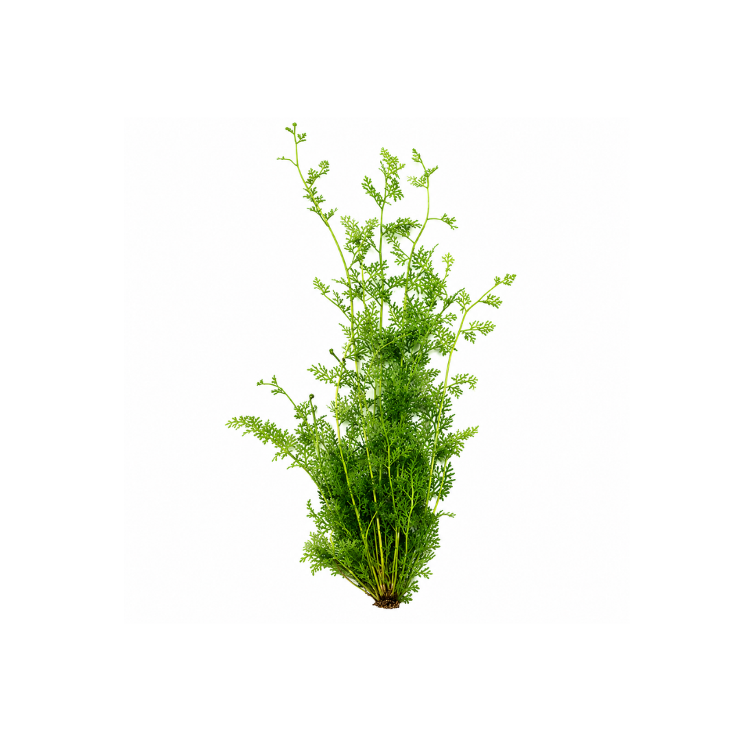 Lace Fern (Ceratopteris thalictroides) - Bunch (Live Plant)