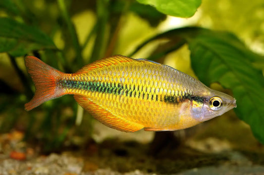 Lake Tebera Rainbowfish (Melanotaenia herbertaxelrodi) (5cm) - Home Bred