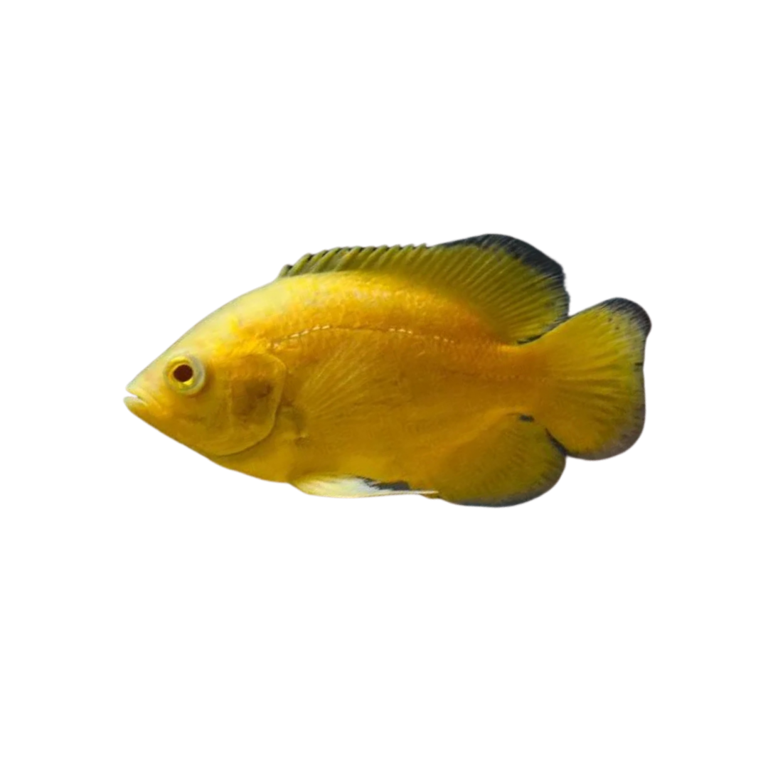 Lemon Oscar - 7cm (Astronotus ocellatus) (Live Fish)